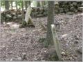 McCreight family cemetery scene