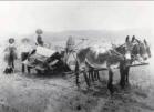 Mule drawn harvester 1899