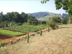 Monticello garden